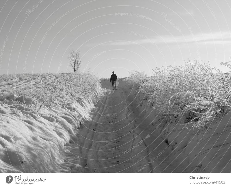 Hohlweg Winter weiß Wege & Pfade Schnee Spaziergang Einsamkeit Landschaft