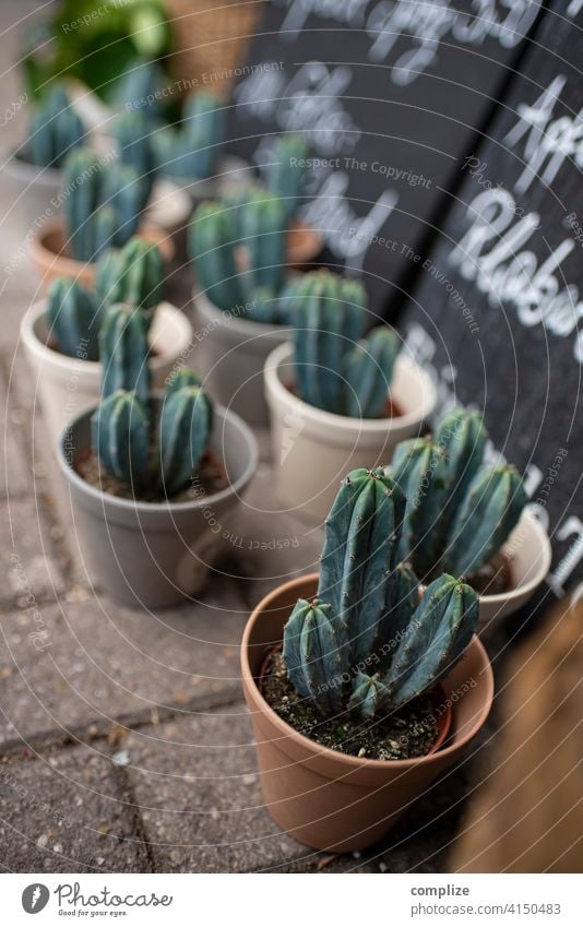Sommer Sonne Kaktus Verkauf verkaufsstand Blumenladen Vase Blumentopf kaktuspflanze viele Schild Pflanze Topfpflanze