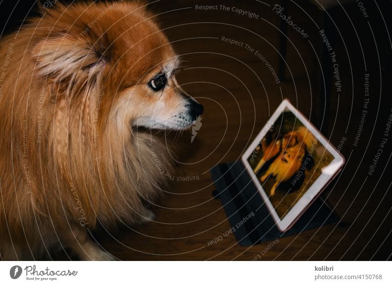 Kleiner rotblonder Hund schaut Bild von sich und einem anderen Hund auf dem Tablet an Spitz Tiergesicht Tierporträt Haustier Fell Hundeschnauze Rotblond