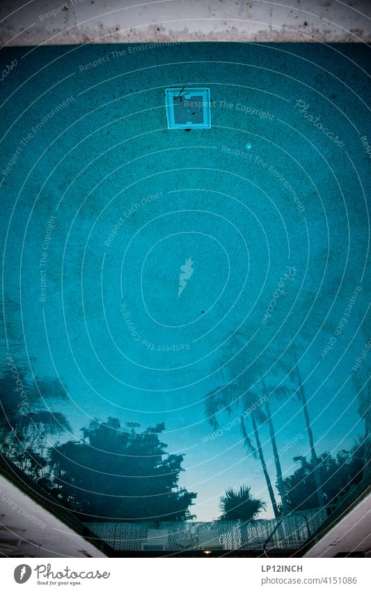 FLORIDA PFÜTZE Pfütze Pool Palmen Wasser Urlaub blau reisen Spiegelung entspannt Swimmingpool Schwimmbecken
