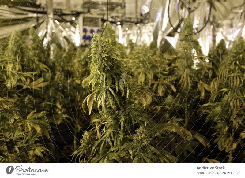 Gewächshaus mit wachsenden Unkrautpflanzen Marihuana Pflanze Wissenschaft Medizin Cannabis Schonung Pharma alternativ ungesetzlich legalisieren Dope forschen