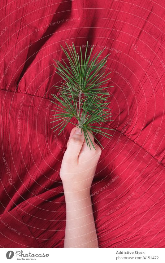 Unbekanntes Mädchen mit grünem Zweig Ast Baum rot Kleid Natur rein Kiefer Sommer Farbe Hand romantisch frisch natürlich Pflanze Angebot sich[Akk] entspannen