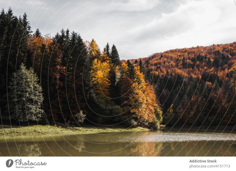 Ruhiger See im Herbstwald Irati-Wald Teich Windstille friedlich Landschaft orange fallen Navarra navarre Spanien Baum Natur ruhig Wasser Wälder idyllisch