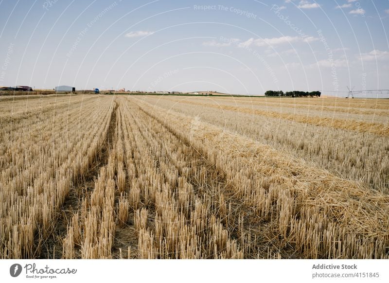 Feld mit geerntetem Getreide im Sonnenlicht Ernte Ackerbau Agronomie gold Gras Natur Landschaft Blauer Himmel trocknen organisch geschnitten malerisch Stroh