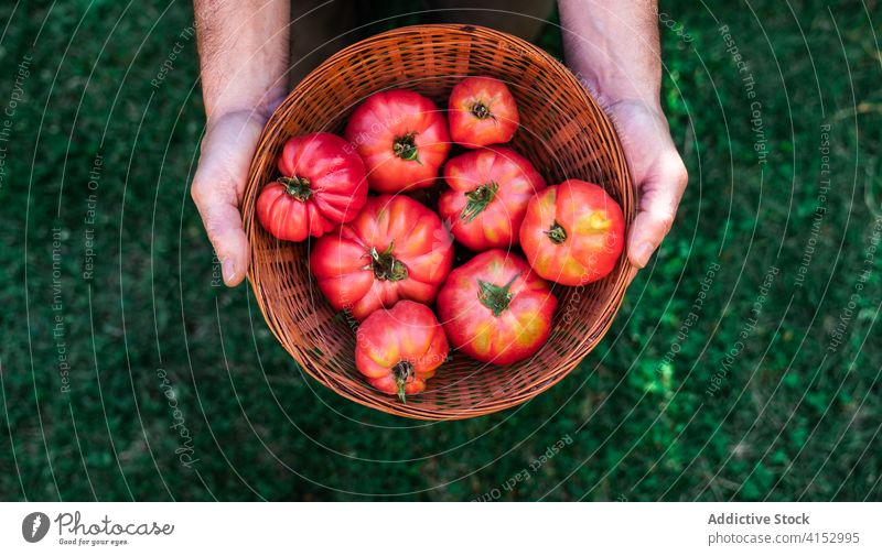 Gärtner mit einer Schüssel reifer Tomaten Ernte rot Gemüse organisch natürlich Lebensmittel Garten Schalen & Schüsseln Weide Mann Landwirt wachsen kultivieren