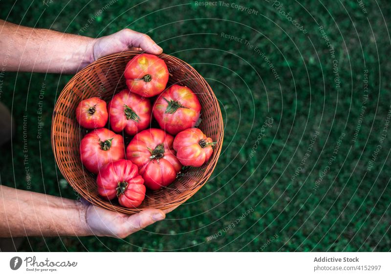 Gärtner mit einer Schüssel reifer Tomaten Ernte rot Gemüse organisch natürlich Lebensmittel Garten Schalen & Schüsseln Weide Mann Landwirt wachsen kultivieren