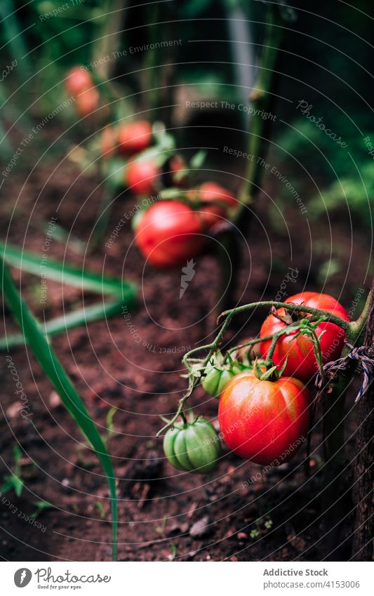 Rote reife Tomaten auf Zweig im Garten Ernte rot Ast wachsen Gemüse organisch natürlich Pflanze Lebensmittel kultivieren Wachstum Saison Sommer Gartenbau