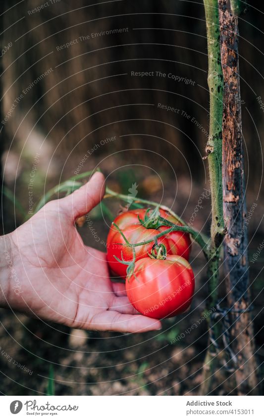 Gärtner erntet Bio-Tomaten im Sommergarten Ernte pflücken abholen Garten organisch natürlich Landwirt Hand rot reif wachsen Gemüse Pflanze Lebensmittel