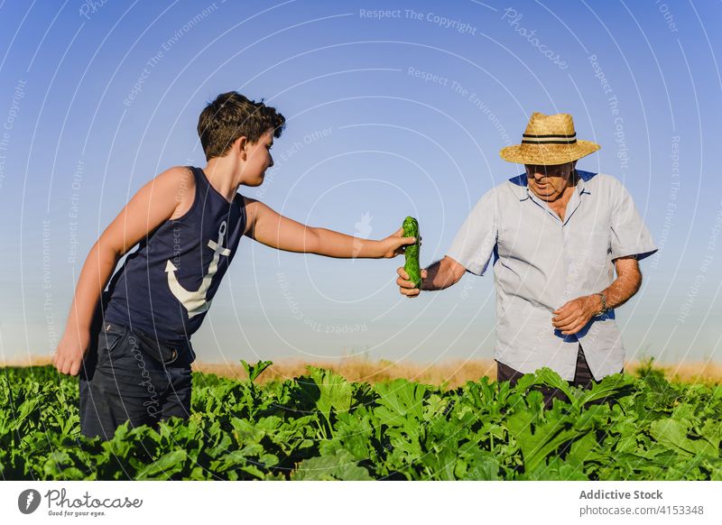Junge hilft Großvater bei der Ernte auf dem Feld Zucchini Kind Landwirt Zusammensein grün frisch abholen pflücken organisch Ackerbau Bauernhof natürlich Enkel