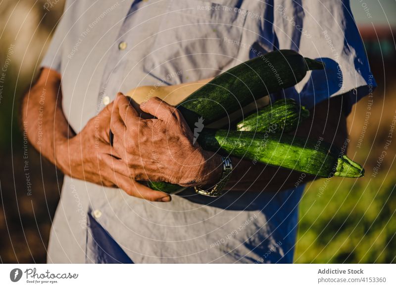 Senior-Bauer mit frischen Zucchini auf dem Feld Landwirt Ernte Mann grün organisch Ackerbau Bauernhof natürlich kultivieren Lebensmittel pflücken abholen reif