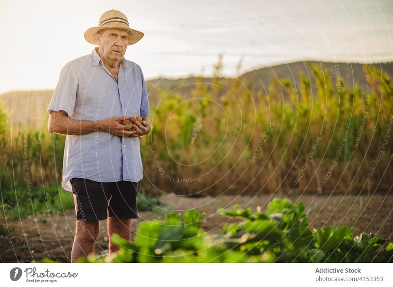 Älterer Mann bei der Erdbeerernte auf dem Lande Ernte Erdbeeren Feld Garten Landwirt pflücken Handvoll reif Beeren abholen frisch organisch Ackerbau Bauernhof