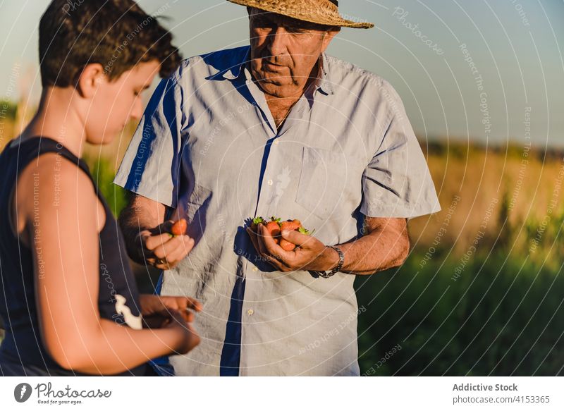 Älterer Mann und Junge essen Erdbeere im Garten Ernte Erdbeeren Feld Enkel Großvater Kind Landwirt Zusammensein pflücken Beeren Sommerzeit frisch abholen