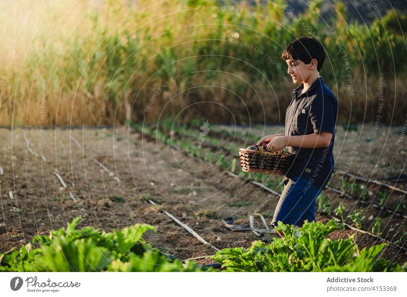 Kind trägt Korb mit Ernte im Gemüsegarten Garten pflücken Sommer Landschaft Junge grün Feld frisch organisch Ackerbau Bauernhof natürlich kultivieren
