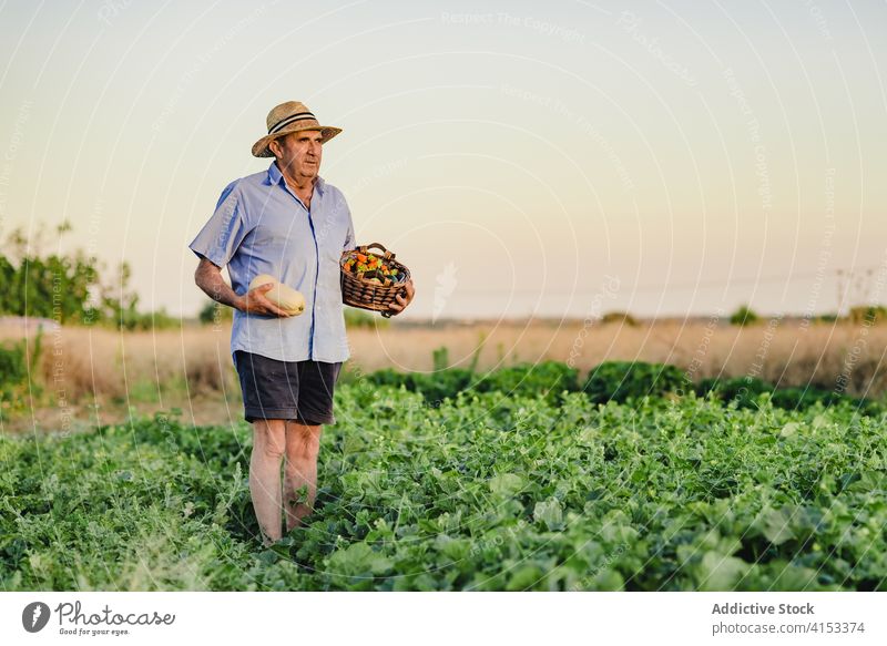 Senior männlicher Gärtner mit Korb der Ernte Landwirt Mann Dorf Landschaft Garten Bett gealtert Ackerbau organisch Lebensmittel reif Saison natürlich grün