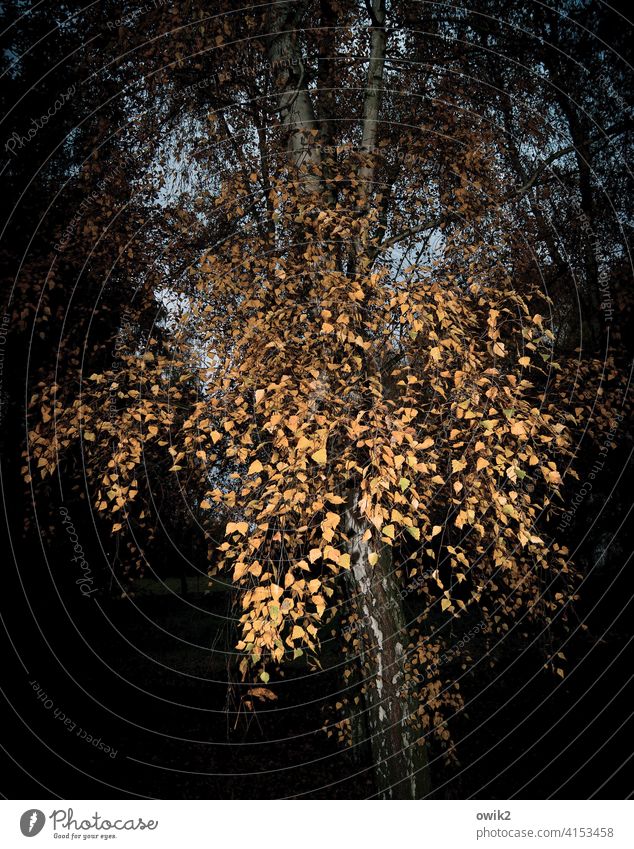 Herbstbirke Blätter Birke hängen Laubfärbung Baum dunkel Kontrast Zweige Abend Außenaufnahme Farbfoto Menschenleer Natur Umwelt Pflanze Low Key