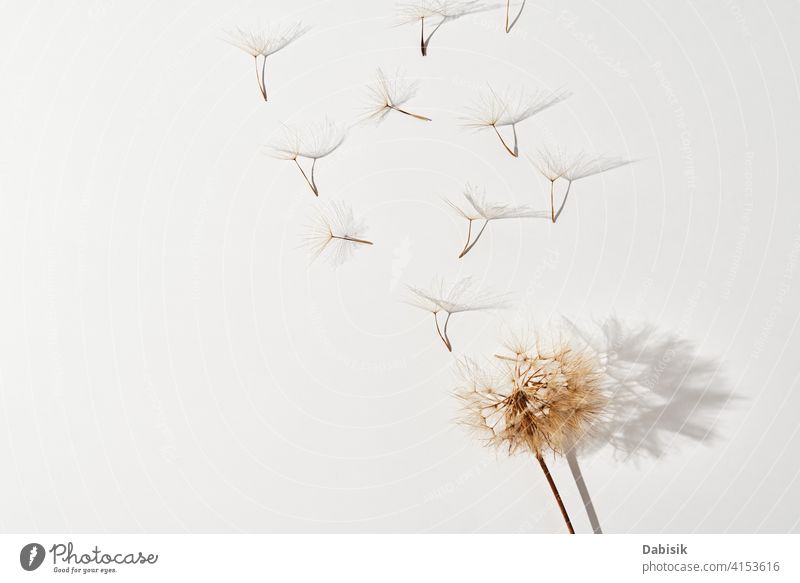 Fliegende Löwenzahnblütenblätter auf weißem Hintergrund Blume fluffig Sommer Kunst schön Schönheit abstrakt Biologie Blüte Schlag blasend Botanik