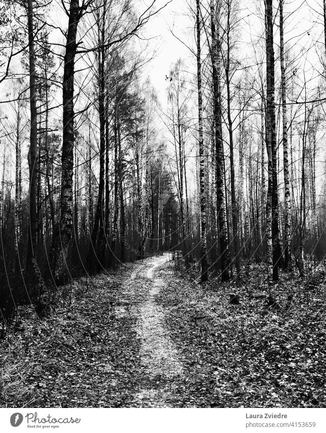 Pfad im Birkenwald Baum Weg einsam einsamer Weg Herbst weggehen Spaziergang bei einem Spaziergang Herbststimmung Schwarzweißfoto Wald Umwelt Natur Außenaufnahme