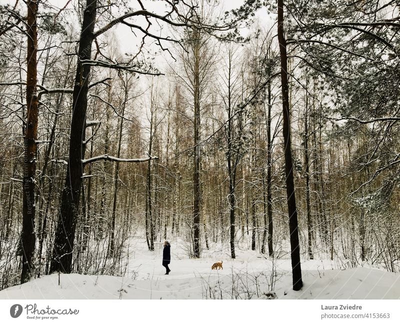 Winterspaziergang im Wald mit dem Hund Spaziergang mit Hund Hundeauslauf Gassi gehen Haustier Landschaft Hund im Wald Waldspaziergang mit dem Hund rausgehen
