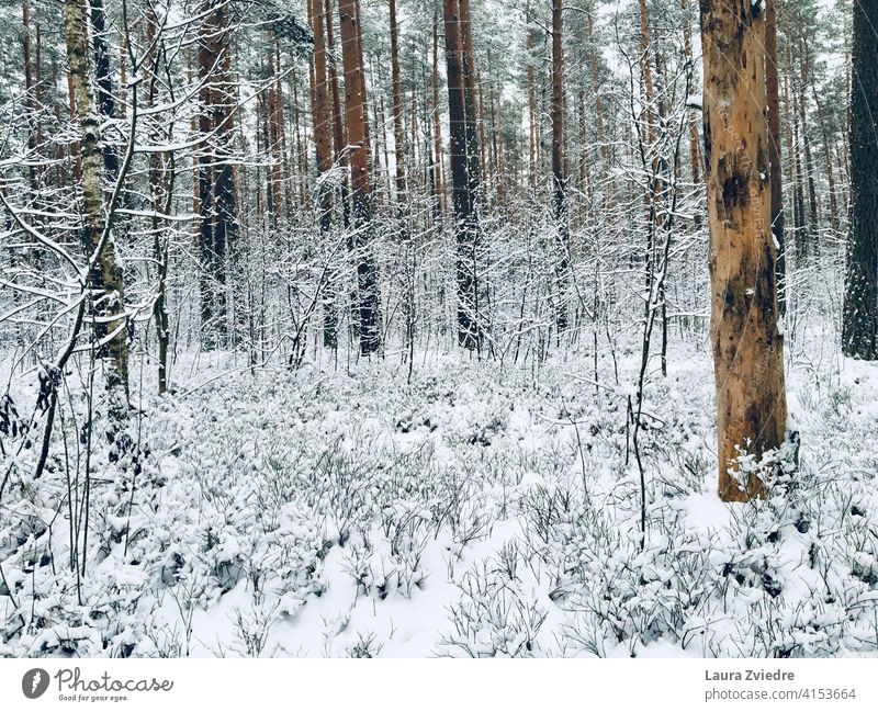 Der kalte und verschneite Tag im Wald Schnee Winterwald Winterstimmung Wintertag Baum Frost Schneedecke Bäume Winterlandschaft weiß Natur Windstille