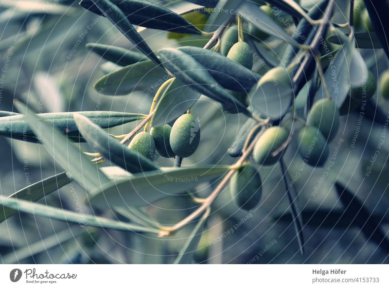 Grüne Oliven an Ästen Olivenöl Olivenblatt Olivenbaum Olivenpflanze Bauernhof Lebensmittel Landwirtschaft Ast Öko-Lebensmittel Natur ökologisch Ackerbau Süden