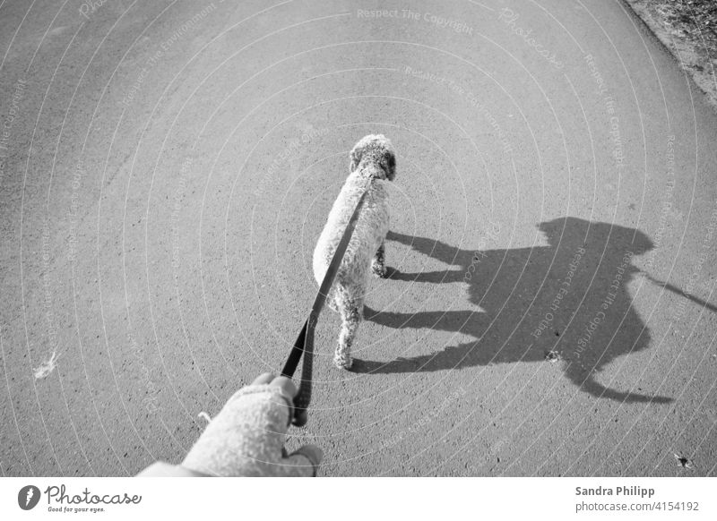 Hund geht an der Leine mit Schattenbild spazieren Haustier Spaziergang Gassi gehen Außenaufnahme Freundschaft Tierwohl Bewegung Schwarzweissfoto Strasse Mensch