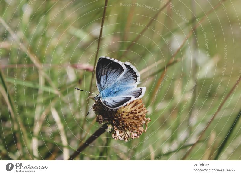 blauer Schmetterling sitzt auf verblühter Blume im Hintergrund ist Gras unscharf zu sehen. Natur Insekt Pflanze Tier verwelkt grün Fühler