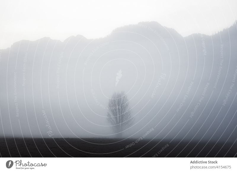 Einsamer Baum in nebligem Terrain vor Bergen Nebel trist einsam Berge u. Gebirge Landschaft sehr wenige grau kalt laublos Natur Umwelt stumm Dunst Wetter Saison