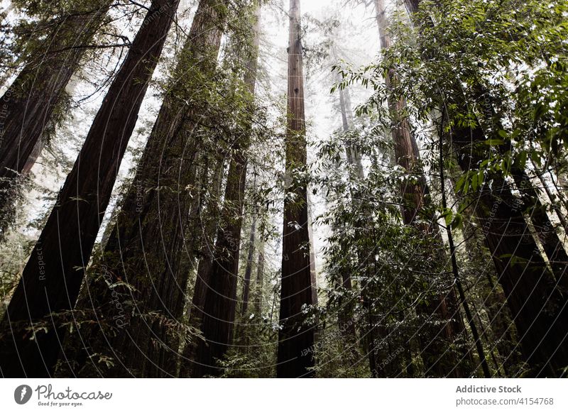 Hohe Bäume im grünen Wald hoch Baum Wälder wolkig bedeckt Natur Kofferraum Pflanze USA Vereinigte Staaten amerika ruhig malerisch trist Umwelt Flora Wachstum