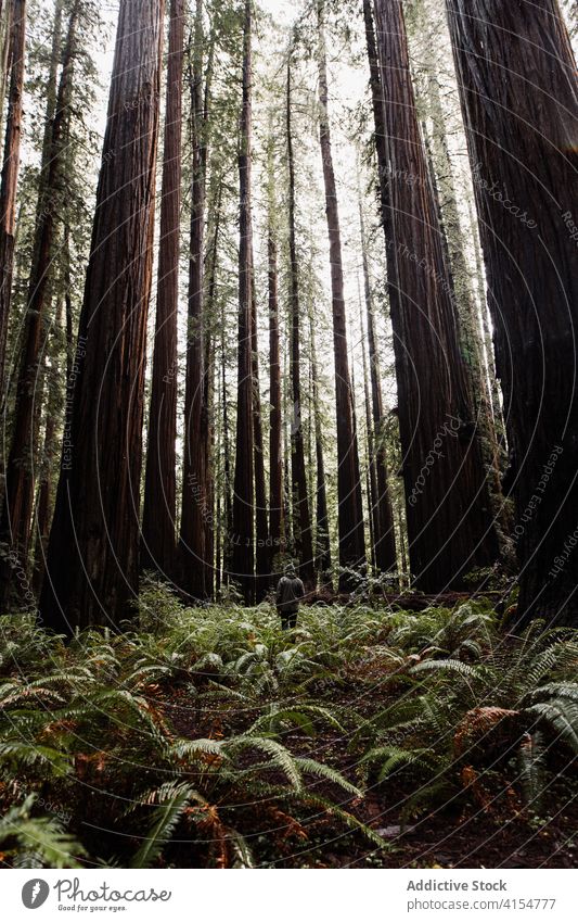 Anonymer Mann geht in düsteren Wald trist Spaziergang reisen Wälder Baum Kofferraum erkunden männlich USA Vereinigte Staaten amerika Landschaft Natur Reise