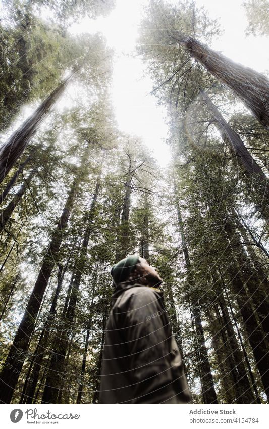 Mann geht in düsterem Wald trist Spaziergang reisen Wälder Baum Kofferraum riesig erkunden männlich USA Vereinigte Staaten amerika Landschaft Natur Reise
