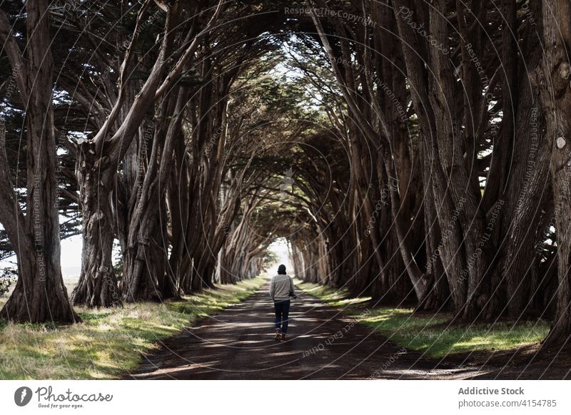 Mann geht entlang einer Gasse im Park Baum Spaziergang hoch Zypresse ruhig Natur Harmonie Weg männlich USA Vereinigte Staaten amerika malerisch idyllisch