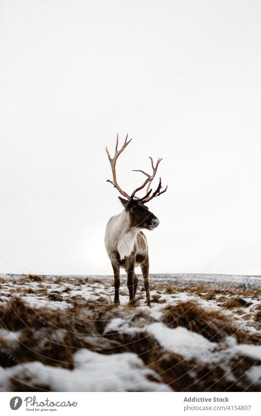 Hirsch in verschneiten Wiese im Winter Hirsche Tier wild Fussel Schnee Natur Schottisches Hochland Schottland Großbritannien vereinigtes königreich weiß Saison