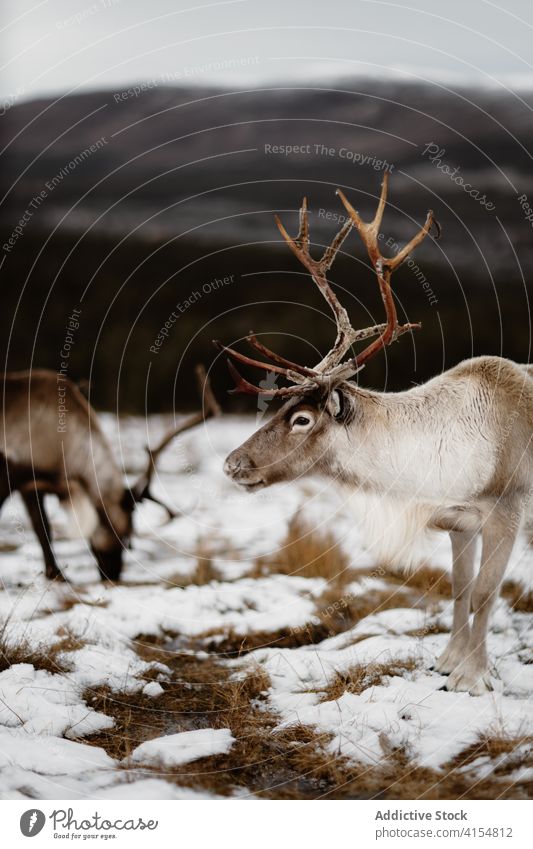 Hirsch in verschneiten Wiese im Winter Hirsche Tier wild Fussel Schnee Natur Schottisches Hochland Schottland Großbritannien vereinigtes königreich weiß Saison