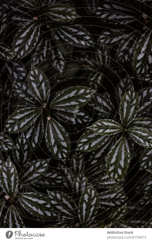 Pilea cadierei wächst im botanischen Garten Wassermelonen-Pilea Pflanze wachsen Hintergrund organisch natürlich Blatt grün Botanik filigran dunkel Natur Flora
