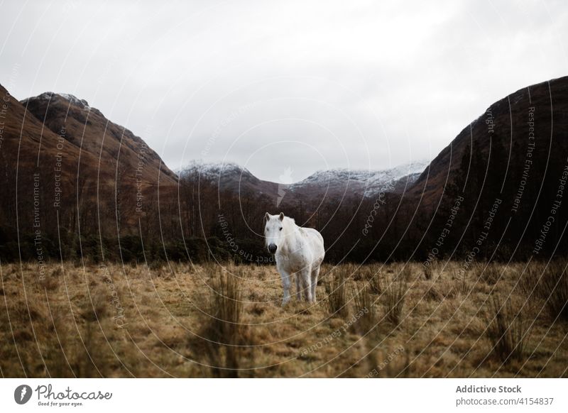 Pferd grasend auf einer Wiese in den Bergen weiden Berge u. Gebirge Hochland Feld Weide wild Tier pferdeähnlich trist Schottisches Hochland Schottland