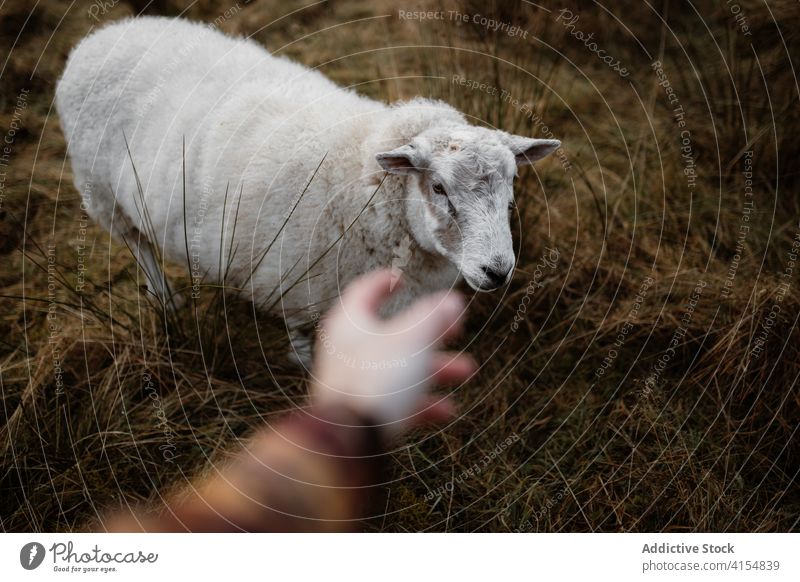 Erntehelfer auf einer Wiese mit Schafen Weide weiden Tier Fussel Person Herbst sich[Akk] melden Feld Schottisches Hochland Schottland Großbritannien