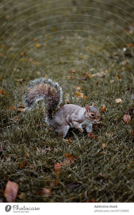 Niedliches Eichhörnchen auf Gras im Wald grau wild Tier niedlich Herbst Saison Wiese Fell Schottisches Hochland Schottland Großbritannien vereinigtes königreich