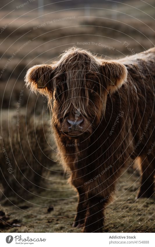 Niedliche Kuh beim Grasen auf einem Feld im Herbst Schottisches Hochlandrind Rind Weide Wiese weiden heimisch Fussel Tier Schottland Großbritannien