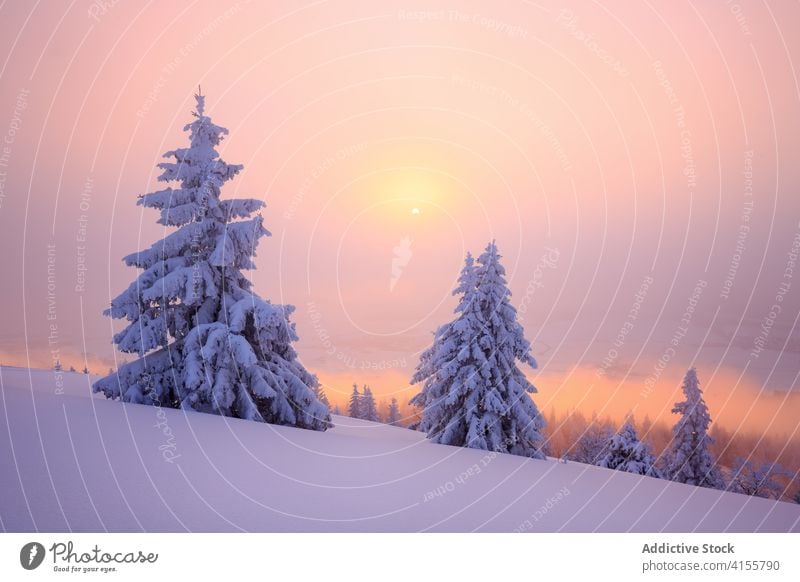 Verschneites Tal bei Sonnenuntergang Berge u. Gebirge Winter Schnee Landschaft Morgendämmerung kalt Natur Wald Saison einsam malerisch nadelhaltig Wälder ruhig