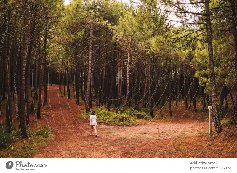 Frau geht auf einem Fußweg im Wald Weg Nachlauf Spaziergang Wälder Natur schlendern nadelhaltig Sommer Landschaft Baum Umwelt Waldgebiet allein einsam Abenteuer
