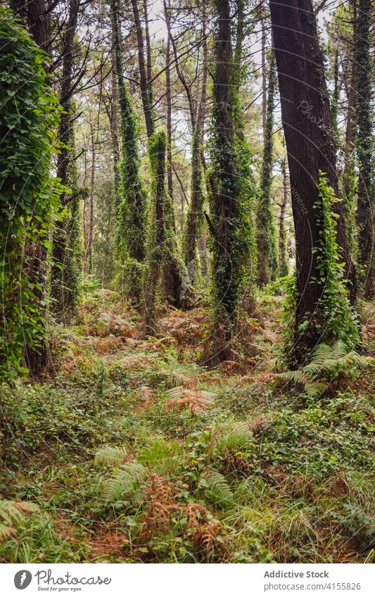 Landschaft mit grünem Nadelwald und hohen Bäumen Wald Weg Nachlauf nadelhaltig Wälder Sommer Natur Baum Umwelt Waldgebiet Pflanze wild Laubwerk Kiefer leer