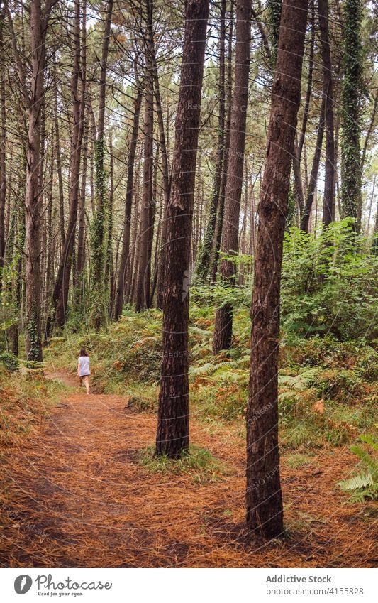 Frau geht auf einem Fußweg im Wald Weg Nachlauf Spaziergang Wälder Natur schlendern nadelhaltig Sommer Landschaft Baum Umwelt Waldgebiet allein einsam Abenteuer