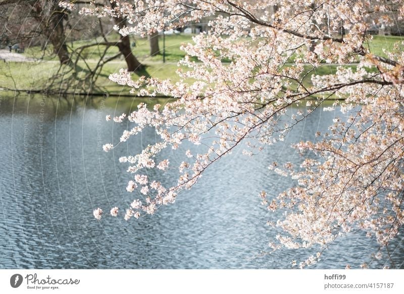 Frühlingsblüte im Park Blütenknospen Pflanze Frühlingstag Frühlingsgefühle Frühlingsfarbe elegant Duft Flussufer Seeufer Zweige u. Äste Baum Schönes Wetter