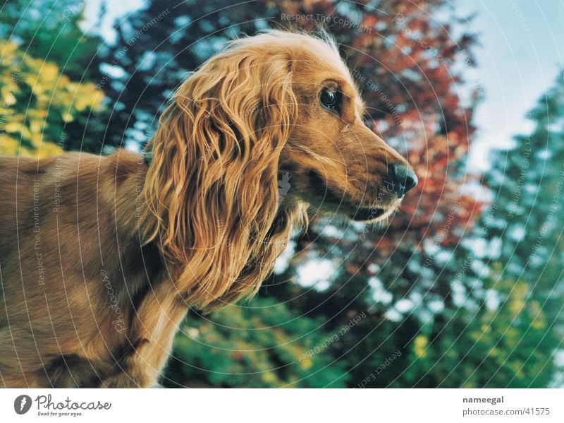 Noras Profil Cocker Spaniel Silhouette Hund braun Baum Herbst Sicherheit schön niedlich Säugetier Himmel Blick