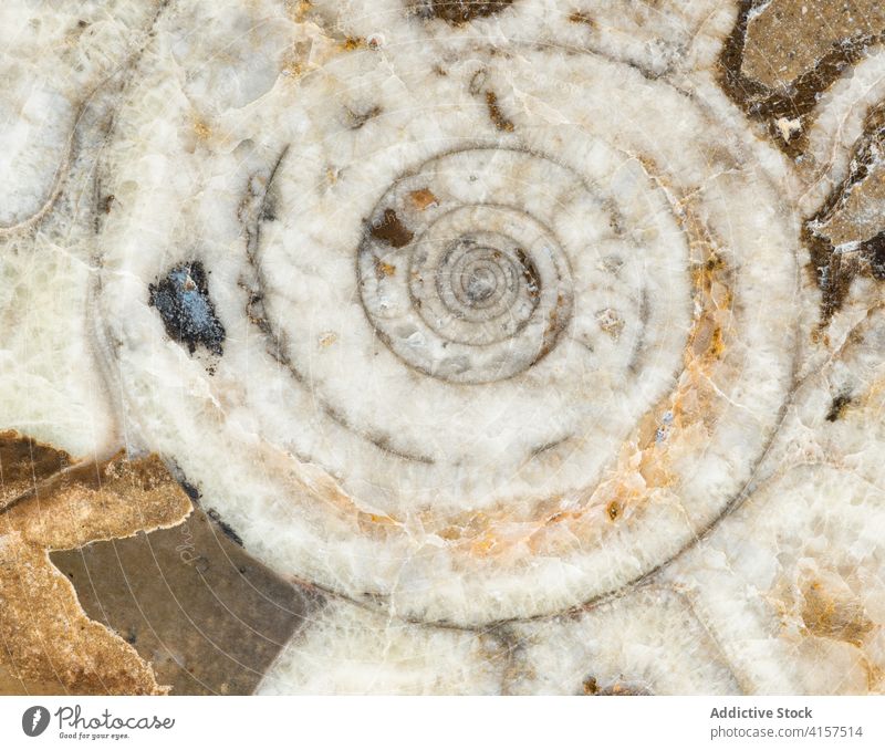 Nahaufnahme eines Goniatit-Fossils Devon Marokko antik braun Kammern Querschnitt ausgestorben fossil versteinert horizontal Makro Makrofotografie marin Natur