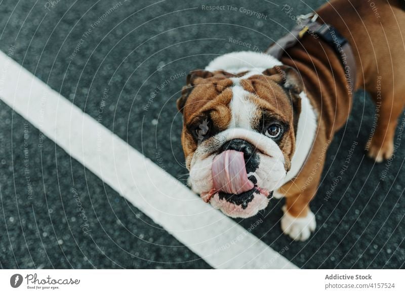 Englische Bulldogge Welpe auf der Straße Hund Haustier Stammbaum züchten Tier heimisch Maul Kopf ausspannen bezaubernd braun niedlich Eckzahn Reinrassig Freund