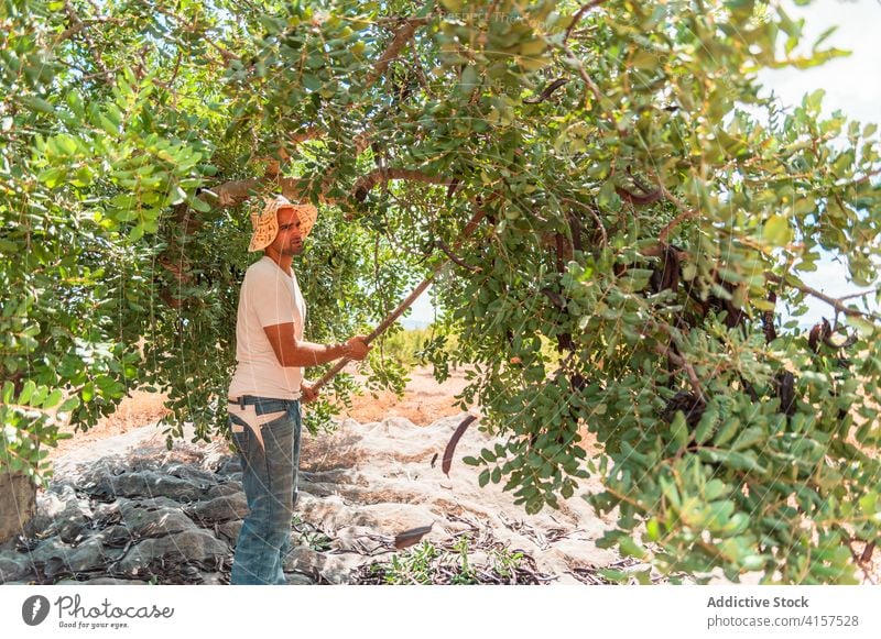 Mann erntet Johannisbrotschoten in sommerlicher Landschaft Landwirt Ernte kleben aufschlagen Baum Hülse reif abholen Ackerbau Arbeit Pflanze schütteln Arbeiter