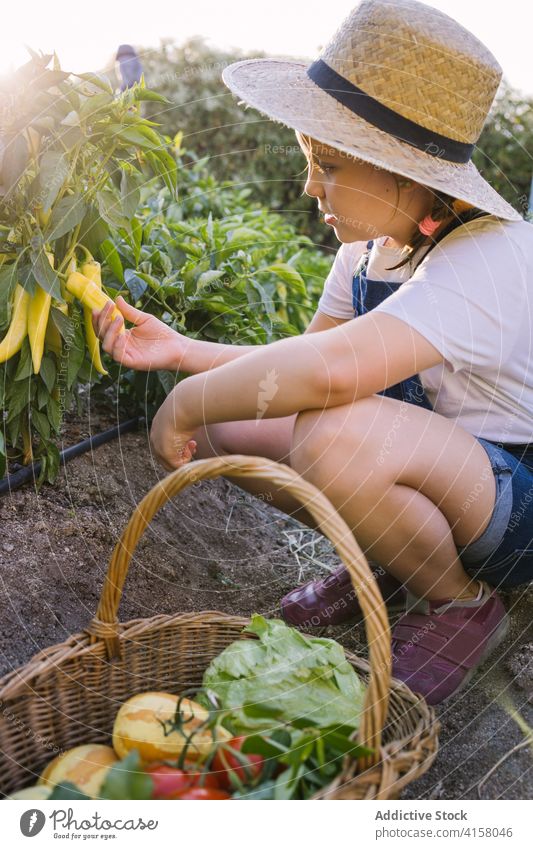 Nettes Kind sammelt Gemüse im Garten Ernte Saison abholen Dorf Landschaft reif pflücken Sonnenlicht bezaubernd Mädchen Natur organisch frisch Kindheit natürlich