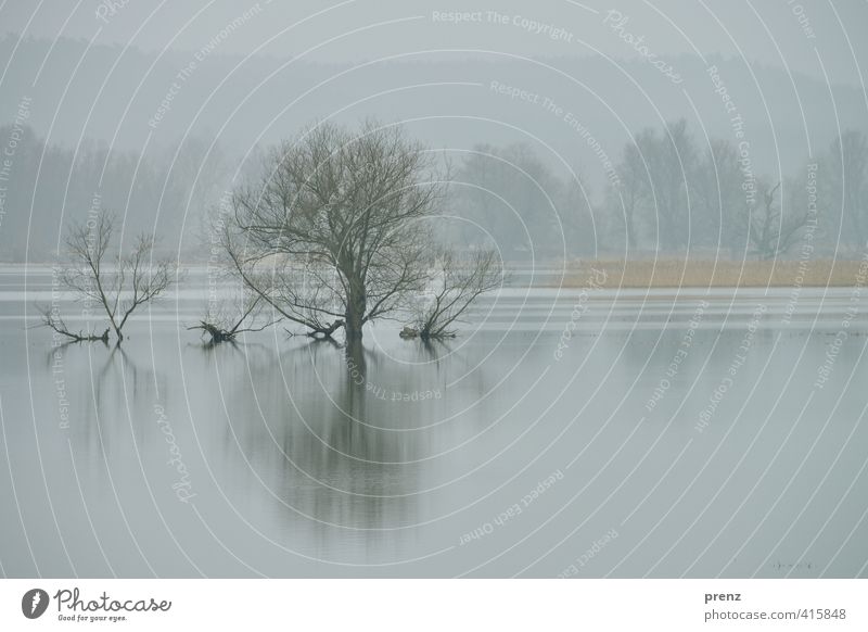 Polder Umwelt Natur Landschaft Wasser Winter Nebel Baum grau Oder Untere Oder Reflexion & Spiegelung Farbfoto Außenaufnahme Menschenleer Textfreiraum unten Tag