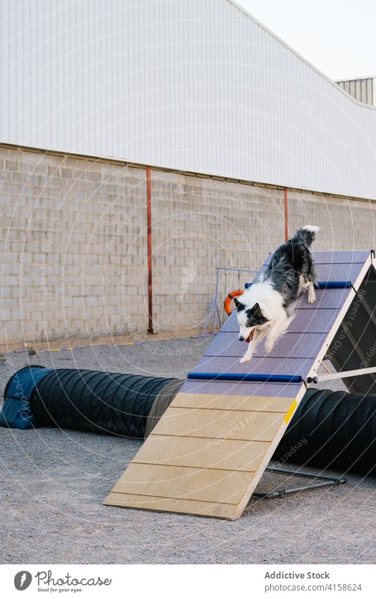 Border Collie Hundetraining an Agility-Geräten Beweglichkeit Training ein Rahmen Aufstieg laufen Hindernis gehorsam Eckzahn Kurs Aktivität Testversion